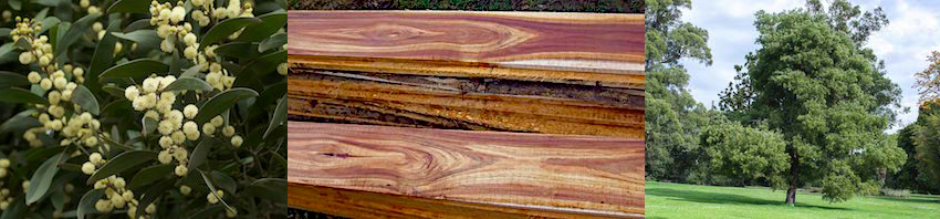 blackwood-furniture